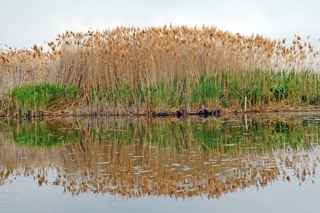 Boom Swamp ESTÉREO