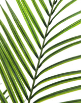 Artificial Areca palm with large leaves, 165cm