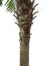 Artificial Phoenix Palm tree Luxor, 210cm