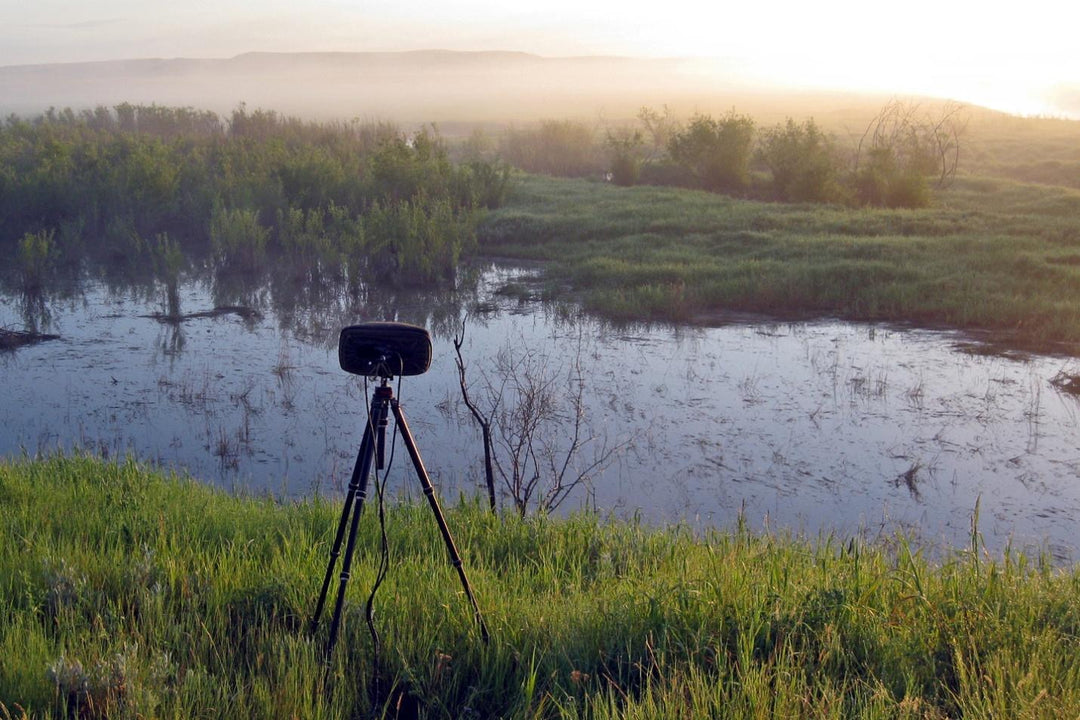 Boom Swamp ESTÉREO